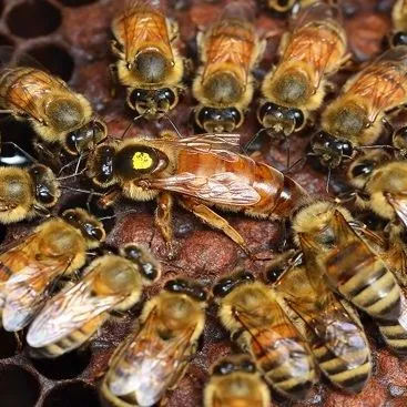 thumbnail for publication: The Basics of Queen Management in Beekeeping Operations